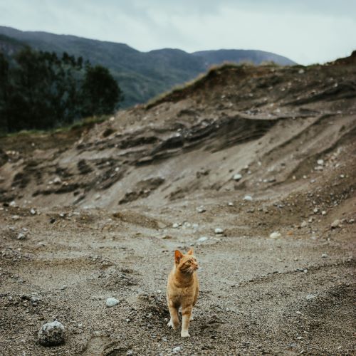 un petit chat roux se promène dans un canyon désert
