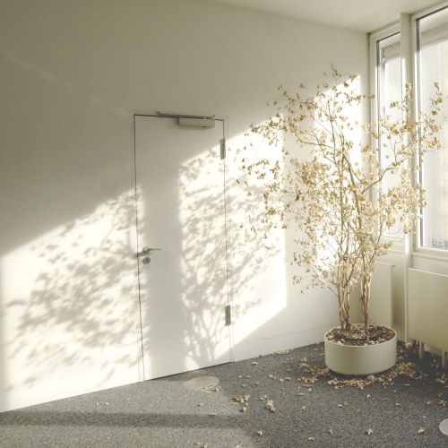 Photo de Sam Marx d'une plante qui perd ses feuilles dans un appartement vide