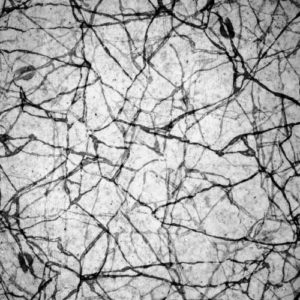 photo noir et blanc de branches entremêlées