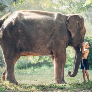 Contre la peau de l'éléphant