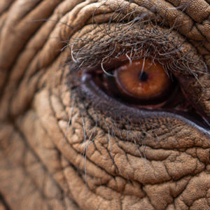 Contre la peau de éléphant